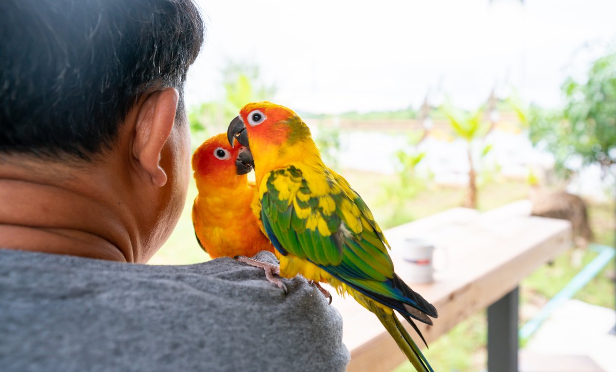 parrots-sitting-persons-shoulder