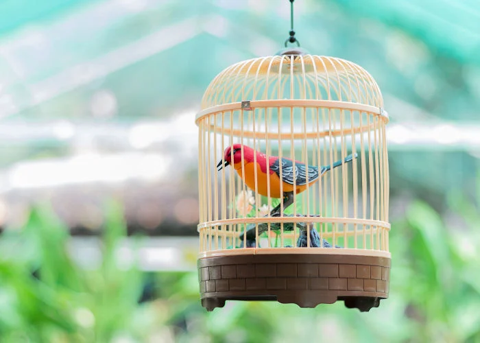 round-bird-cage-size round-bird-cage-size